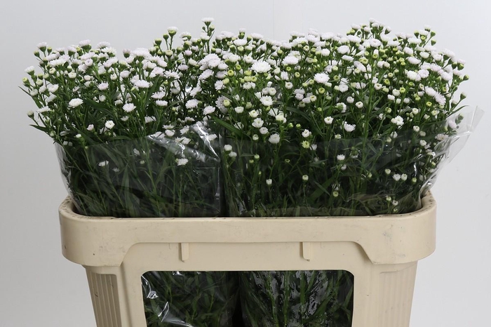 Aster White Gypsy