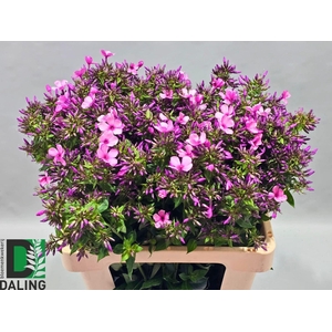PHLOX OVERIG