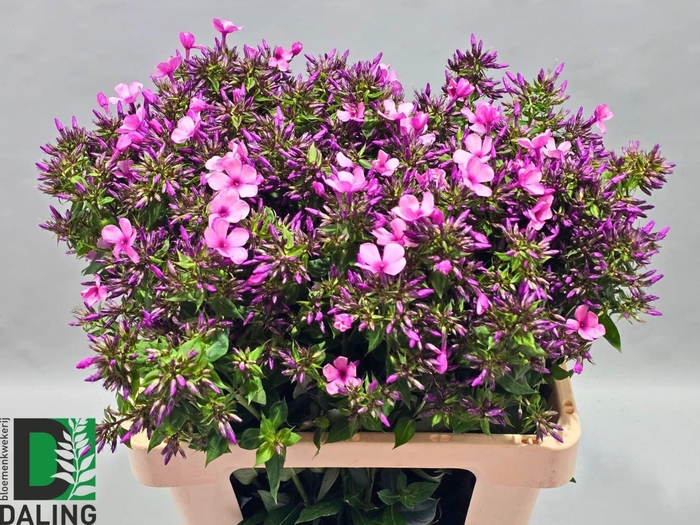 <h4>PHLOX OVERIG</h4>