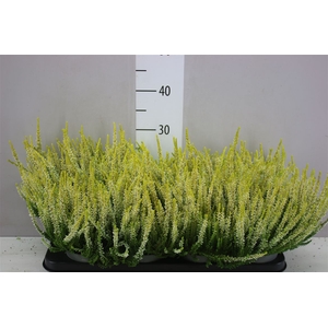 Calluna Beauty Lady Geel