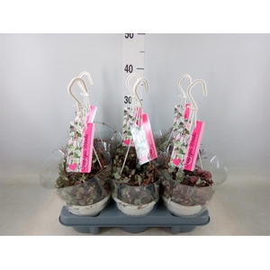 Ceropegia woodii 'Silver Glory'