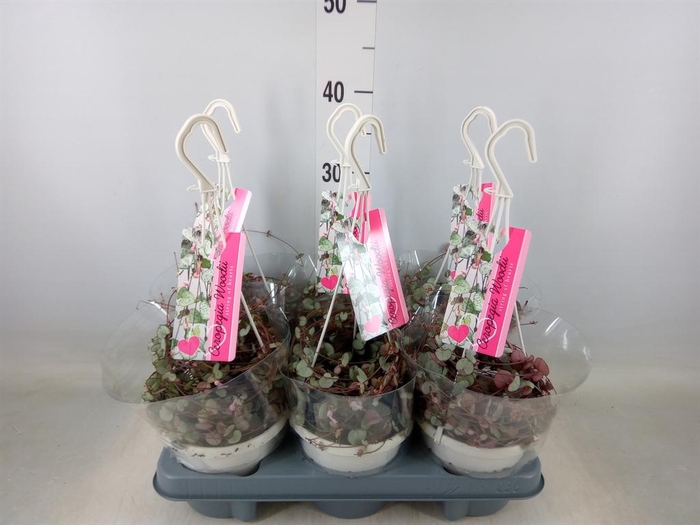 <h4>Ceropegia woodii 'Silver Glory'</h4>