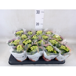 Kalanchoe blos. 'RosDon Dione'
