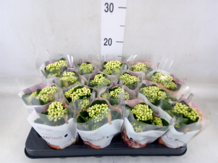 <h4>Kalanchoe blos. 'RosDon Dione'</h4>