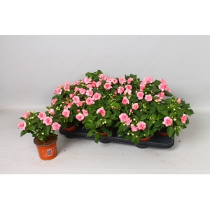 IMP FIESTA OLE PINK