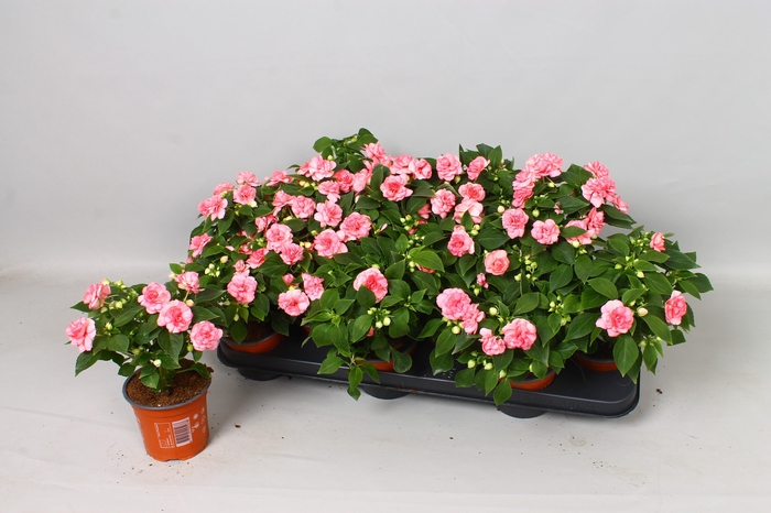 <h4>IMP FIESTA OLE PINK</h4>