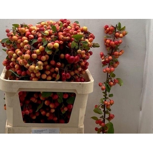 MALUS RED SENTINEL