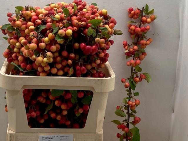 <h4>MALUS RED SENTINEL</h4>