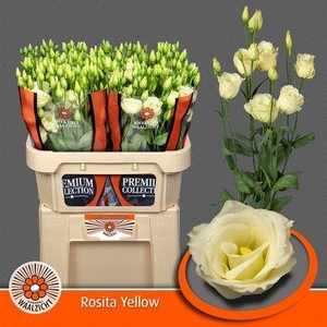 Lisianthus do rosita yellow
