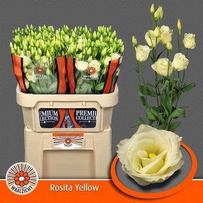<h4>Lisianthus do rosita yellow</h4>