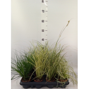 Carex   ...mix
