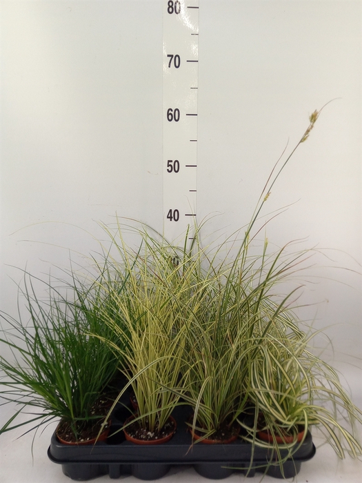 <h4>Carex   ...mix</h4>