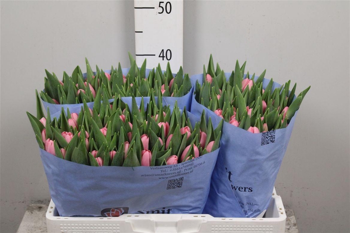 <h4>Tu En Tresor</h4>