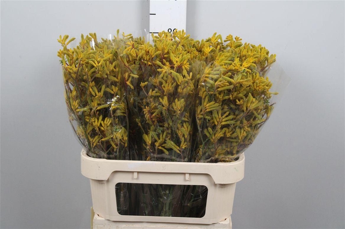 <h4>Anigoz Yellow</h4>