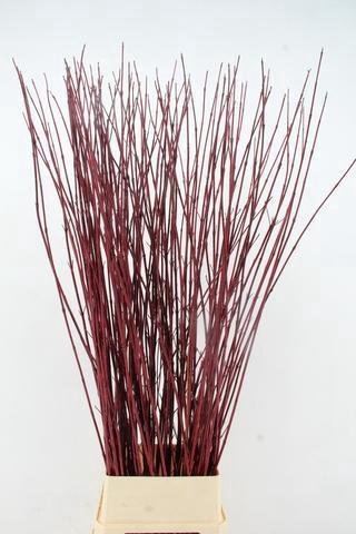 <h4>CORNUS ALBA SIBIRICA 160CM</h4>