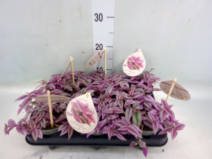 <h4>Tradescantia   ...</h4>