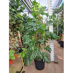 Monstera Deliciosa XXL 250