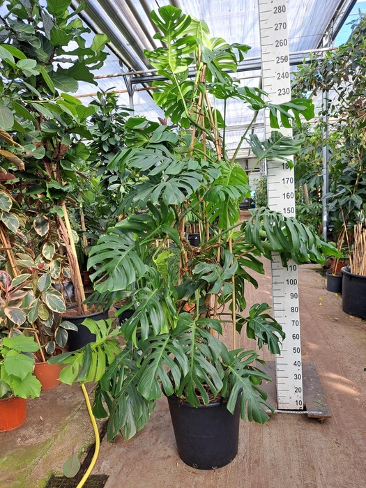 <h4>Monstera Deliciosa XXL 250</h4>