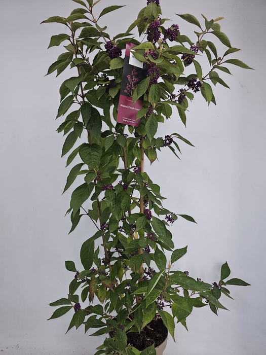 <h4>CALLIC BO PROFUSION</h4>