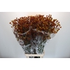 Anigozanthos Gold Fever