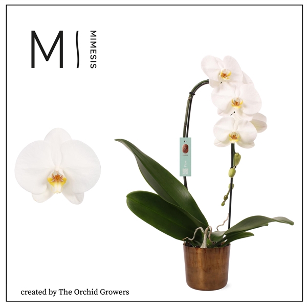 <h4>Mimesis Phal. Flow Tokyo - 1 spike 12cm in Jess Old Camel Ceramic</h4>