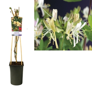 Lonicera per. 'Belgica Select' +light label