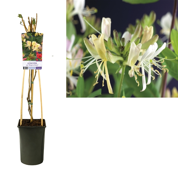 <h4>Lonicera per. 'Belgica Select' +light label</h4>