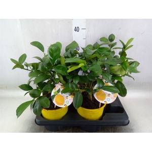 Citrus meyeri 'Meyer'