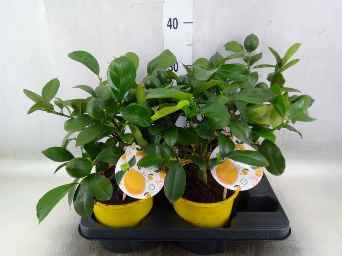 <h4>Citrus meyeri 'Meyer'</h4>
