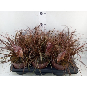 Uncinia rubra 'Everflame'