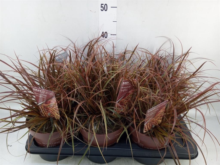 <h4>Uncinia rubra 'Everflame'</h4>