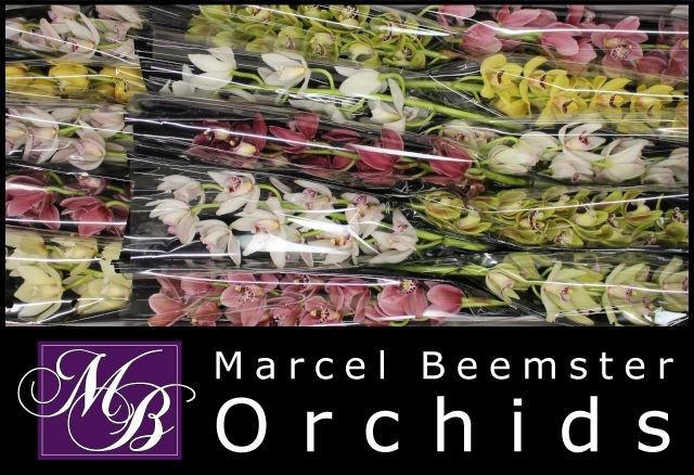 <h4>CYMB MI GEM</h4>