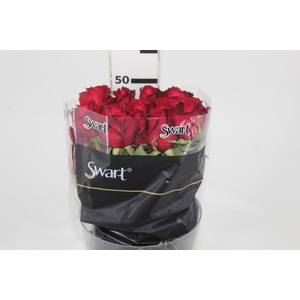 ROSA SAMOURAI 050 CM ESTUFA