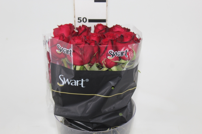 <h4>ROSA SAMOURAI 050 CM ESTUFA</h4>