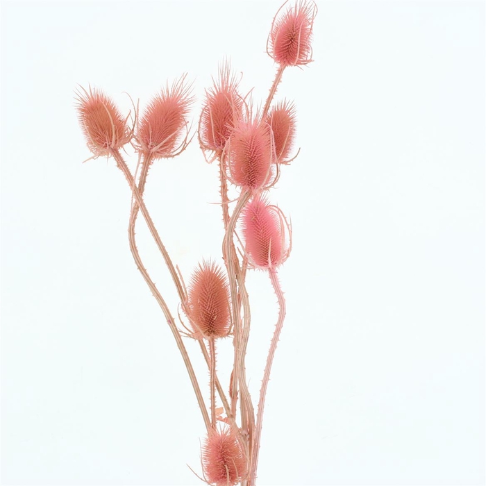 <h4>Dried Echinops Bleached Light Pink P Bnch</h4>