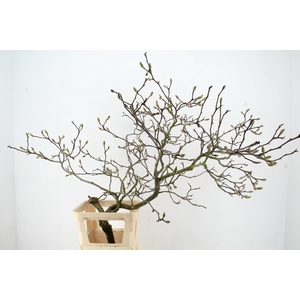 MAGNOLIA SOULANGEANA TOEF 120CM