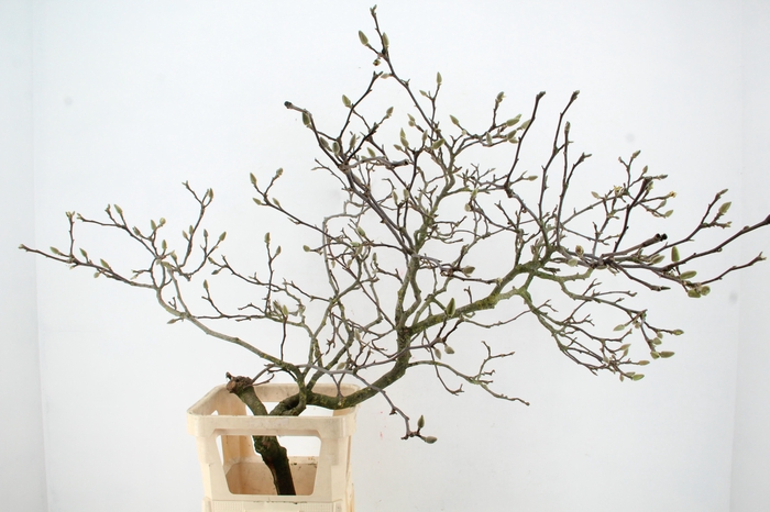 <h4>MAGNOLIA SOULANGEANA TOEF 120CM</h4>