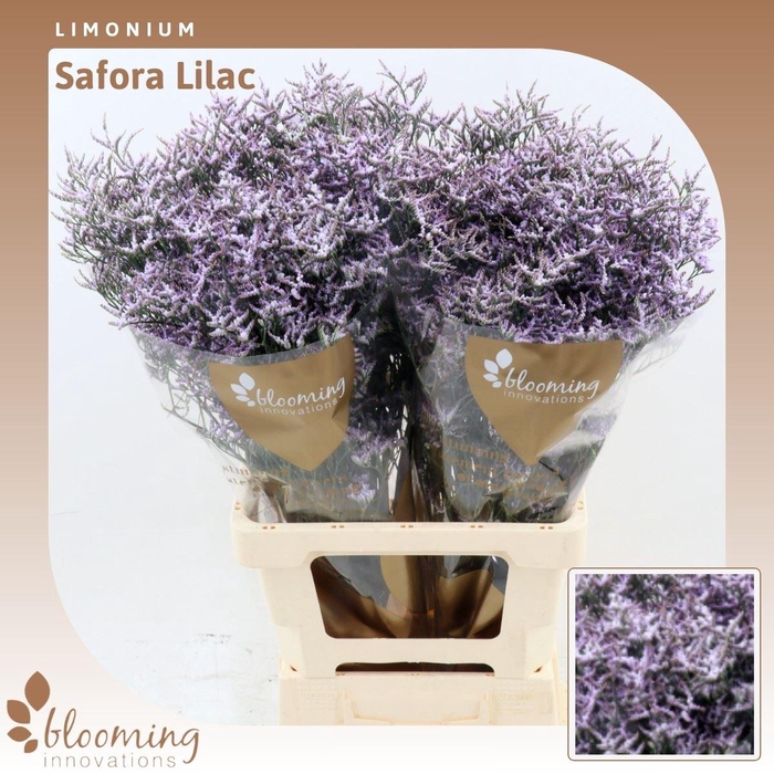 <h4>Limonium Safora Lilac</h4>