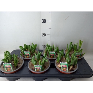 Tulipa   ...mix in pot