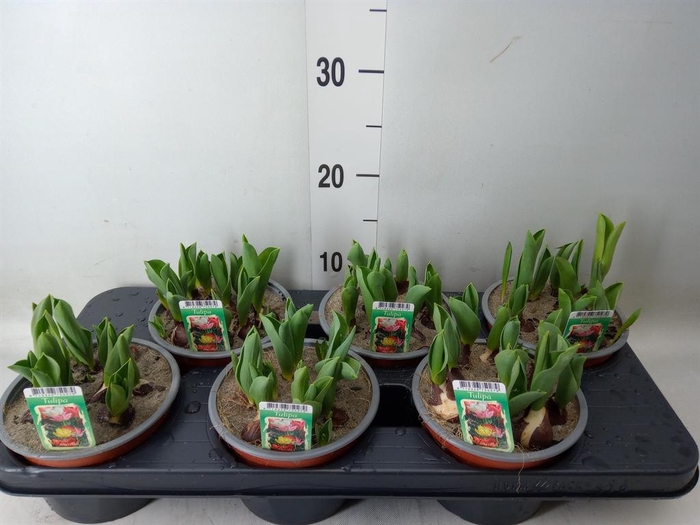 <h4>Tulipa   ...mix in pot</h4>