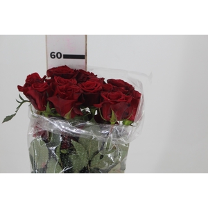 ROSA CHECKMATE 060 CM VERMELHO ESTUFA