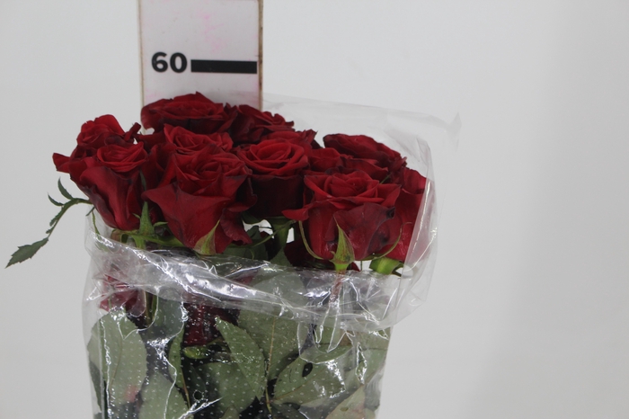 <h4>ROSA CHECKMATE 060 CM VERMELHO ESTUFA</h4>