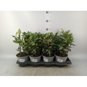 Laurus nobilis