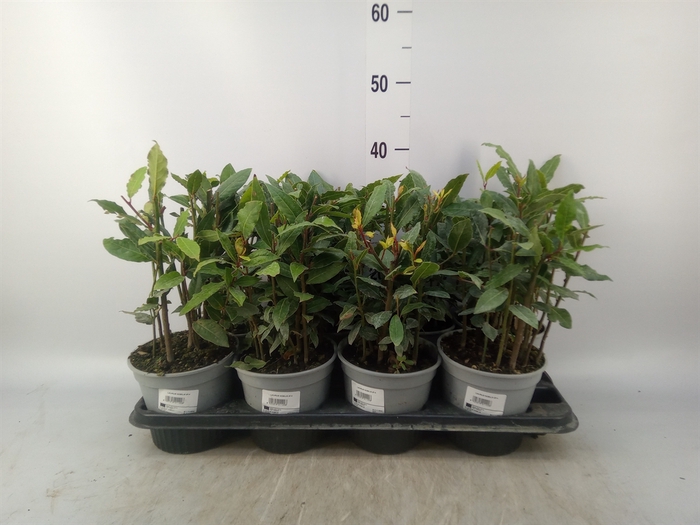<h4>Laurus nobilis</h4>