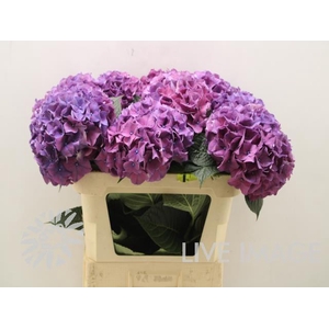 Hydrangea glowing alps purple