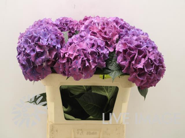 <h4>Hydrangea glowing alps purple</h4>
