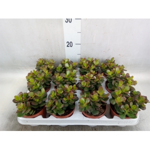 Crassula ovata 'Minor'