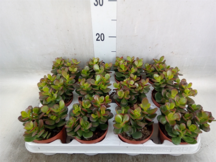 <h4>Crassula ovata 'Minor'</h4>