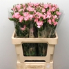 DI TR SIMPLY CANDY PINK EXTRA