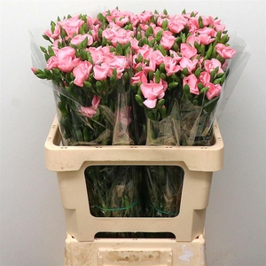 Di Tr Simply Candy Pink Extra